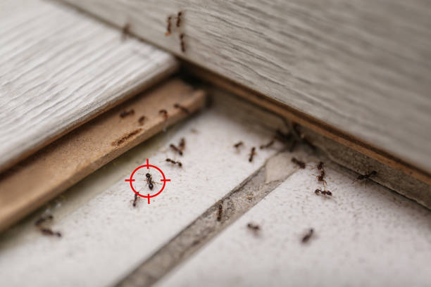 Best Pest Prevention Services  in Biddeford, ME