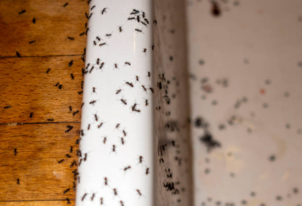 Best Pest Control for Restaurants  in Biddeford, ME